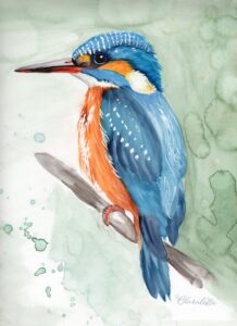 Eisvogel
