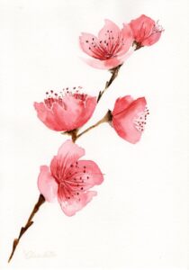 Kirschblüte