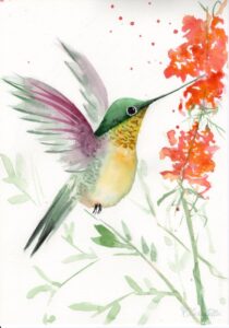 Kolibri_2