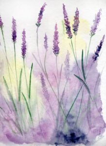 Lavendel